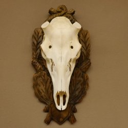 Rothirschschädel (ohne Geweih) AF 3,7 x 3,5 cm echter Schädel ganzer Nase Skelette Kopf geschnitztem Trophäenschild
