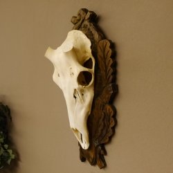 Rothirschschädel (ohne Geweih) AF 3,7 x 3,5 cm echter Schädel ganzer Nase Skelette Kopf geschnitztem Trophäenschild