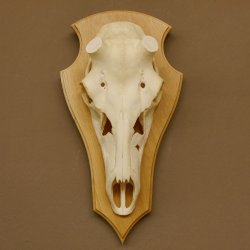 Rothirschschädel (ohne Geweih) AF 4 x 3,5 cm echter Schädel ganzer Nase Skelette Kopf Trophäenschild