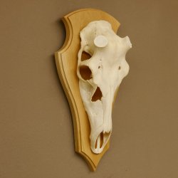 Rothirschschädel (ohne Geweih) AF 4 x 3,5 cm echter Schädel ganzer Nase Skelette Kopf Trophäenschild