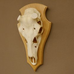 Rothirschschädel (ohne Geweih) AF 4 x 3,5 cm echter Schädel ganzer Nase Skelette Kopf Trophäenschild