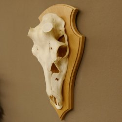 Rothirschschädel (ohne Geweih) AF 4 x 3,5 cm echter Schädel ganzer Nase Skelette Kopf Trophäenschild