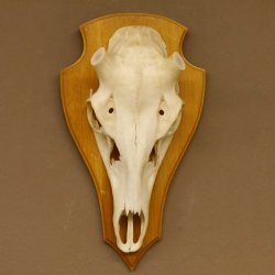 Rothirschschädel (ohne Geweih) AF 3 x 3 cm echter Schädel ganzer Nase Skelette Kopf Trophäenschild