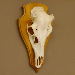 Rothirschschädel (ohne Geweih) AF 3 x 3 cm echter Schädel ganzer Nase Skelette Kopf Trophäenschild