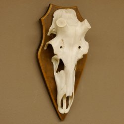 Rothirschschädel (ohne Geweih) AF 4 x 3,8 cm echter Schädel Skelette Kopf Trophäenschild