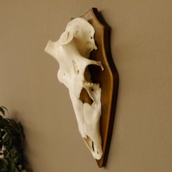 Rothirschschädel (ohne Geweih) AF 4 x 3,8 cm echter Schädel Skelette Kopf Trophäenschild