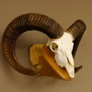 Mufflon (Ovis gmelini musimon) Widder Geweih Schädeltrophäe Hornlänge 79 cm auf Trophäenschild 82.1.119