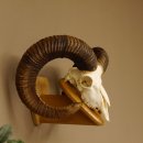 Mufflon (Ovis gmelini musimon) Widder Geweih Schädeltrophäe Hornlänge 79 cm auf Trophäenschild 82.1.119