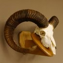 Mufflon (Ovis gmelini musimon) Widder Geweih Schädeltrophäe Hornlänge 79 cm auf Trophäenschild 82.1.119