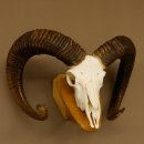 Mufflon (Ovis gmelini musimon) Widder Geweih Schädeltrophäe Hornlänge 79 cm auf Trophäenschild 82.1.119