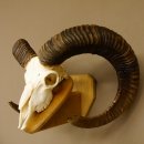 Mufflon (Ovis gmelini musimon) Widder Geweih Schädeltrophäe Hornlänge 79 cm auf Trophäenschild 82.1.119