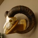 Mufflon (Ovis gmelini musimon) Widder Geweih Schädeltrophäe Hornlänge 79 cm auf Trophäenschild 82.1.119