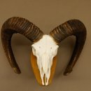 Mufflon (Ovis gmelini musimon) Widder Geweih Schädeltrophäe Hornlänge 79 cm auf Trophäenschild 82.1.119