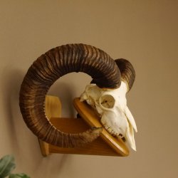 Mufflon (Ovis gmelini musimon) Widder Geweih Schädeltrophäe Hornlänge 79 cm auf Trophäenschild 82.1.119
