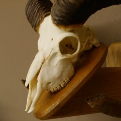 Mufflon (Ovis gmelini musimon) Widder Geweih Schädeltrophäe Hornlänge 79 cm auf Trophäenschild 82.1.119