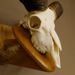 Mufflon (Ovis gmelini musimon) Widder Geweih Schädeltrophäe Hornlänge 79 cm auf Trophäenschild 82.1.119