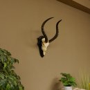 Impala Antilope (Aepyceros) Schädeltrophäe Trophäe HL 50 cm Trophäenschild 88.4.66