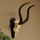 Impala Antilope (Aepyceros) Schädeltrophäe Trophäe HL 50 cm Trophäenschild 88.4.66