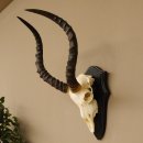 Impala Antilope (Aepyceros) Schädeltrophäe Trophäe HL 50 cm Trophäenschild 88.4.66