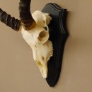 Impala Antilope (Aepyceros) Schädeltrophäe Trophäe HL 50 cm Trophäenschild 88.4.66