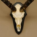 Impala Antilope (Aepyceros) Schädeltrophäe Trophäe HL 50 cm Trophäenschild 88.4.66