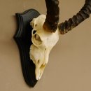 Impala Antilope (Aepyceros) Schädeltrophäe Trophäe HL 50 cm Trophäenschild 88.4.66