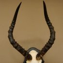 Impala Antilope (Aepyceros) Schädeltrophäe Trophäe HL 50 cm Trophäenschild 88.4.66