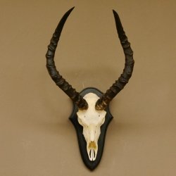 Impala Antilope (Aepyceros) Schädeltrophäe Trophäe HL 50 cm Trophäenschild 88.4.66