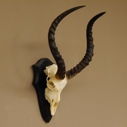 Impala Antilope (Aepyceros) Schädeltrophäe Trophäe HL 50 cm Trophäenschild 88.4.66