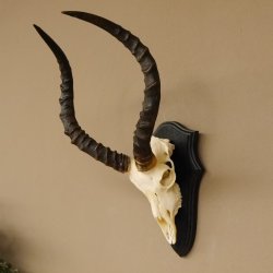Impala Antilope (Aepyceros) Schädeltrophäe Trophäe HL 50 cm Trophäenschild 88.4.66