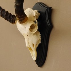 Impala Antilope (Aepyceros) Schädeltrophäe Trophäe HL 50 cm Trophäenschild 88.4.66
