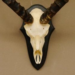 Impala Antilope (Aepyceros) Schädeltrophäe Trophäe HL 50 cm Trophäenschild 88.4.66