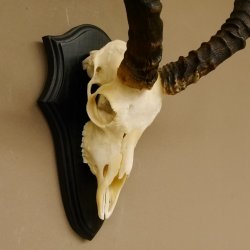 Impala Antilope (Aepyceros) Schädeltrophäe Trophäe HL 50 cm Trophäenschild 88.4.66