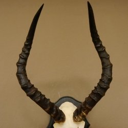 Impala Antilope (Aepyceros) Schädeltrophäe Trophäe HL 50 cm Trophäenschild 88.4.66