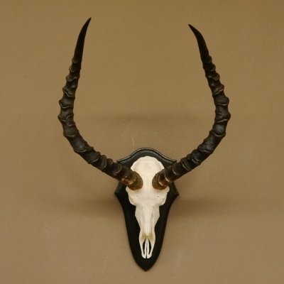 Impala Antilope (Aepyceros) Schädeltrophäe Trophäe HL 55 cm Trophäenschild 88.4.67