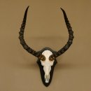 Impala Antilope (Aepyceros) Schädeltrophäe Trophäe HL 55 cm Trophäenschild 88.4.67