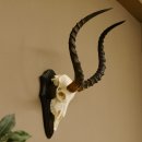 Impala Antilope (Aepyceros) Schädeltrophäe Trophäe HL 55 cm Trophäenschild 88.4.67