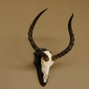 Impala Antilope (Aepyceros) Schädeltrophäe Trophäe HL 55 cm Trophäenschild 88.4.67