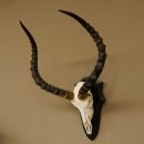 Impala Antilope (Aepyceros) Schädeltrophäe Trophäe HL 55 cm Trophäenschild 88.4.67