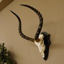 Impala Antilope (Aepyceros) Schädeltrophäe Trophäe HL 55 cm Trophäenschild 88.4.67