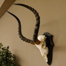 Impala Antilope (Aepyceros) Schädeltrophäe Trophäe HL 55 cm Trophäenschild 88.4.67
