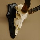 Impala Antilope (Aepyceros) Schädeltrophäe Trophäe HL 55 cm Trophäenschild 88.4.67
