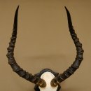 Impala Antilope (Aepyceros) Schädeltrophäe Trophäe HL 55 cm Trophäenschild 88.4.67