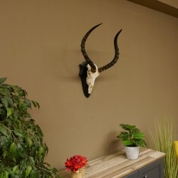 Impala Antilope (Aepyceros) Schädeltrophäe Trophäe HL 55 cm Trophäenschild 88.4.67