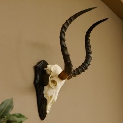 Impala Antilope (Aepyceros) Schädeltrophäe Trophäe HL 55 cm Trophäenschild 88.4.67