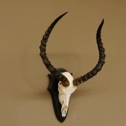 Impala Antilope (Aepyceros) Schädeltrophäe Trophäe HL 55 cm Trophäenschild 88.4.67