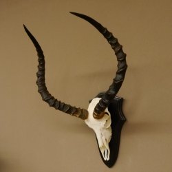 Impala Antilope (Aepyceros) Schädeltrophäe Trophäe HL 55 cm Trophäenschild 88.4.67