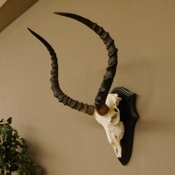 Impala Antilope (Aepyceros) Schädeltrophäe Trophäe HL 55 cm Trophäenschild 88.4.67