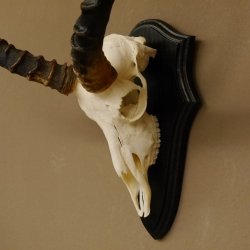 Impala Antilope (Aepyceros) Schädeltrophäe Trophäe HL 55 cm Trophäenschild 88.4.67