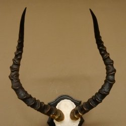 Impala Antilope (Aepyceros) Schädeltrophäe Trophäe HL 55 cm Trophäenschild 88.4.67